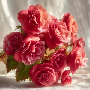 Deep Rose Begonia Seeds - 25 Seeds, Nonstop Series, Shade Loving - Image 3