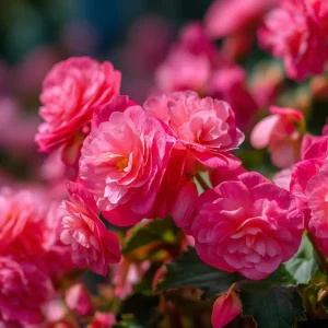 Deep Rose Begonia Seeds - 25 Seeds, Nonstop Series, Shade Loving - Image 4