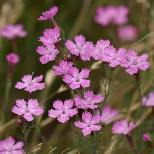 Deptford Pink Seeds - Dianthus armeria Wildflower Seeds - 100 Seeds - Pollinator Friendly - Image 1