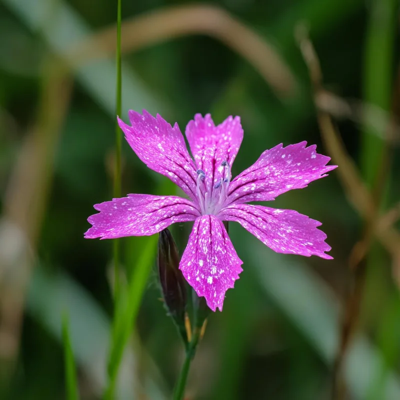 Deptford Pink Seeds - Dianthus armeria Wildflower Seeds - 100 Seeds - Pollinator Friendly - Image 2