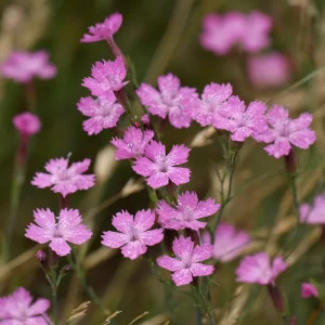 Deptford Pink Seeds - Dianthus armeria Wildflower Seeds - 100 Seeds - Pollinator Friendly - Image 3
