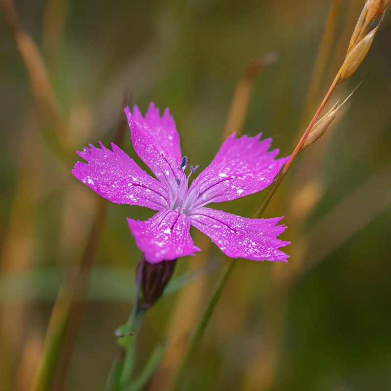 Deptford Pink Seeds - Dianthus armeria Wildflower Seeds - 100 Seeds - Pollinator Friendly - Image 4