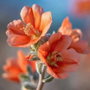Desert Globemallow Seeds - Sphaeralcea ambigua Wildflower - 100 Seed Pack - Image 2