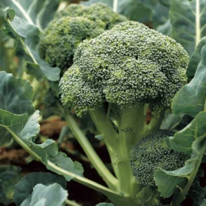 Di Cicco Broccoli 200 Seeds – Heirloom Italian Variety, Easy-to-Grow - Image 2