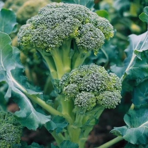 Di Cicco Broccoli 200 Seeds – Heirloom Italian Variety, Easy-to-Grow - Image 3