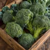 Di Cicco Broccoli 200 Seeds – Heirloom Italian Variety, Easy-to-Grow - Image 1
