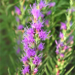 Dotted Blazing Star Seeds - Liatris punctata - 25 Seeds - Pollinator Friendly Perennial - Image 2