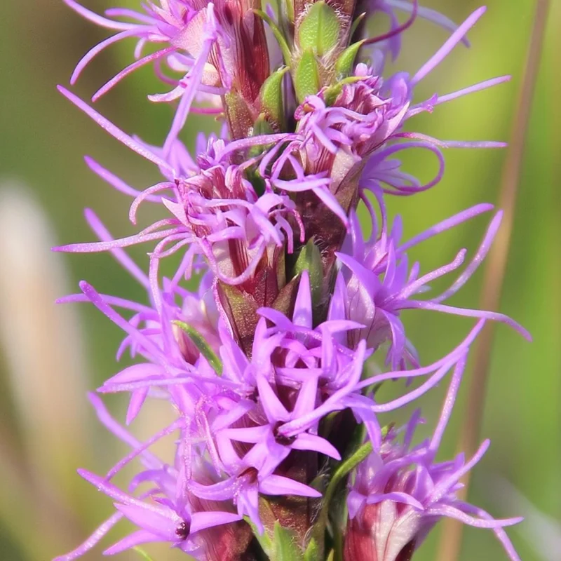 Dotted Blazing Star Seeds - Liatris punctata - 25 Seeds - Pollinator Friendly Perennial - Image 3