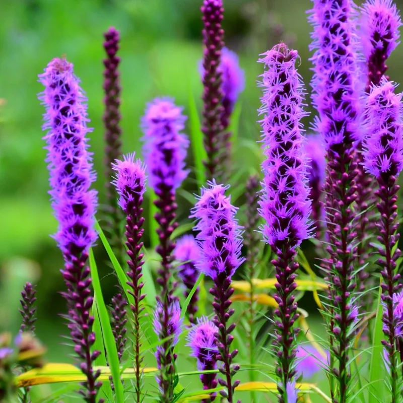 Dotted Blazing Star Seeds - Liatris punctata - 25 Seeds - Pollinator Friendly Perennial - Image 4