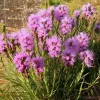 Dotted Blazing Star Seeds - Liatris punctata - 25 Seeds - Pollinator Friendly Perennial - Image 1