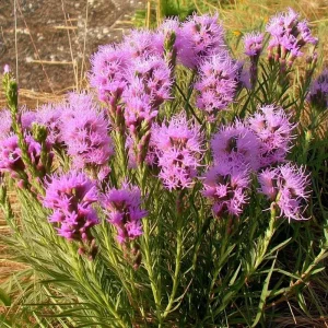 Dotted Blazing Star Seeds - Liatris punctata - 25 Seeds - Pollinator Friendly Perennial - Image 1
