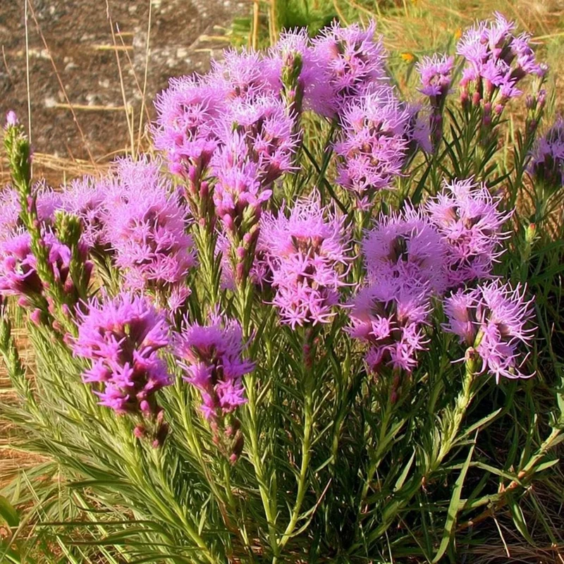 Dotted Blazing Star Seeds - Liatris punctata - 25 Seeds - Pollinator Friendly Perennial - Image 1