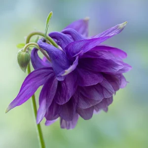 Double Mixed Columbine Seeds – Vibrant Multi-Colored Flowers 100 Seeds Perennial Pollinator Friendly - Image 2