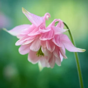 Double Mixed Columbine Seeds – Vibrant Multi-Colored Flowers 100 Seeds Perennial Pollinator Friendly - Image 3