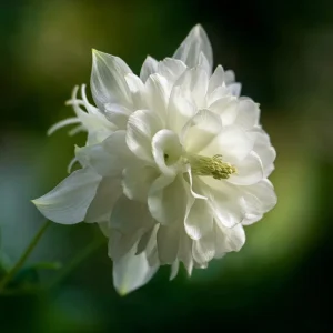 Double Mixed Columbine Seeds – Vibrant Multi-Colored Flowers 100 Seeds Perennial Pollinator Friendly - Image 4