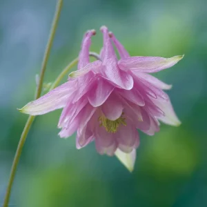 Double Mixed Columbine Seeds – Vibrant Multi-Colored Flowers 100 Seeds Perennial Pollinator Friendly - Image 5