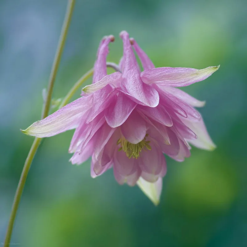 Double Mixed Columbine Seeds – Vibrant Multi-Colored Flowers 100 Seeds Perennial Pollinator Friendly - Image 5