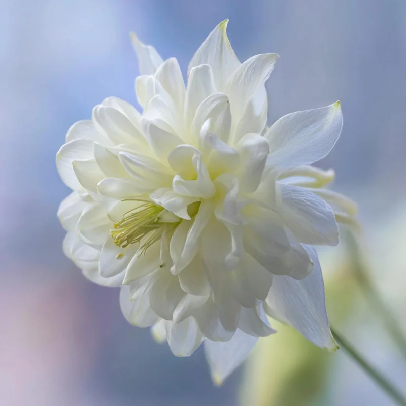 Double Mixed Columbine Seeds – Vibrant Multi-Colored Flowers 100 Seeds Perennial Pollinator Friendly - Image 6