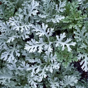 Dusty Miller Seeds 200 Pack – Silvery Foliage Ornamental Plant Outdoor - Image 3