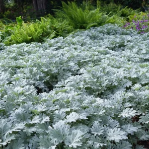 Dusty Miller Seeds 200 Pack – Silvery Foliage Ornamental Plant Outdoor - Image 4