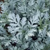 Dusty Miller Seeds 200 Pack – Silvery Foliage Ornamental Plant Outdoor - Image 1
