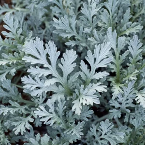 Dusty Miller Seeds 200 Pack – Silvery Foliage Ornamental Plant Outdoor - Image 1
