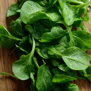 Dutch Corn Salad Seeds - 200 Heirloom Mâche Lamb's Lettuce - Cold-Hardy Green - Image 2