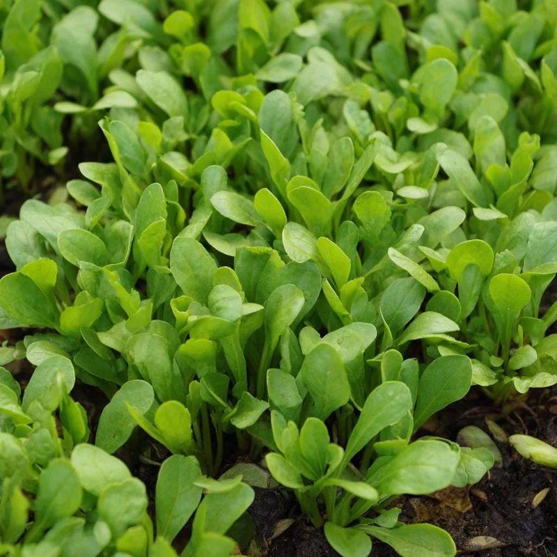 Dutch Corn Salad Seeds - 200 Heirloom Mâche Lamb's Lettuce - Cold-Hardy Green - Image 3