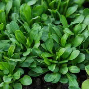 Dutch Corn Salad Seeds - 200 Heirloom Mâche Lamb's Lettuce - Cold-Hardy Green - Image 5
