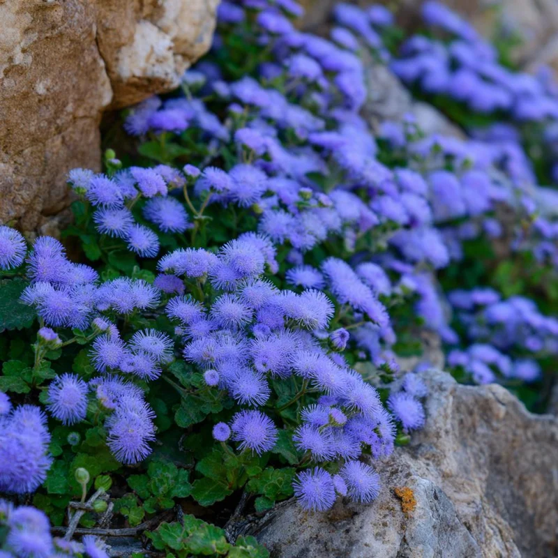 Dwarf Blue Mink Ageratum Seeds – 120 Seeds, Fluffy Blue Blooms, Pollinator Friendly - Image 4