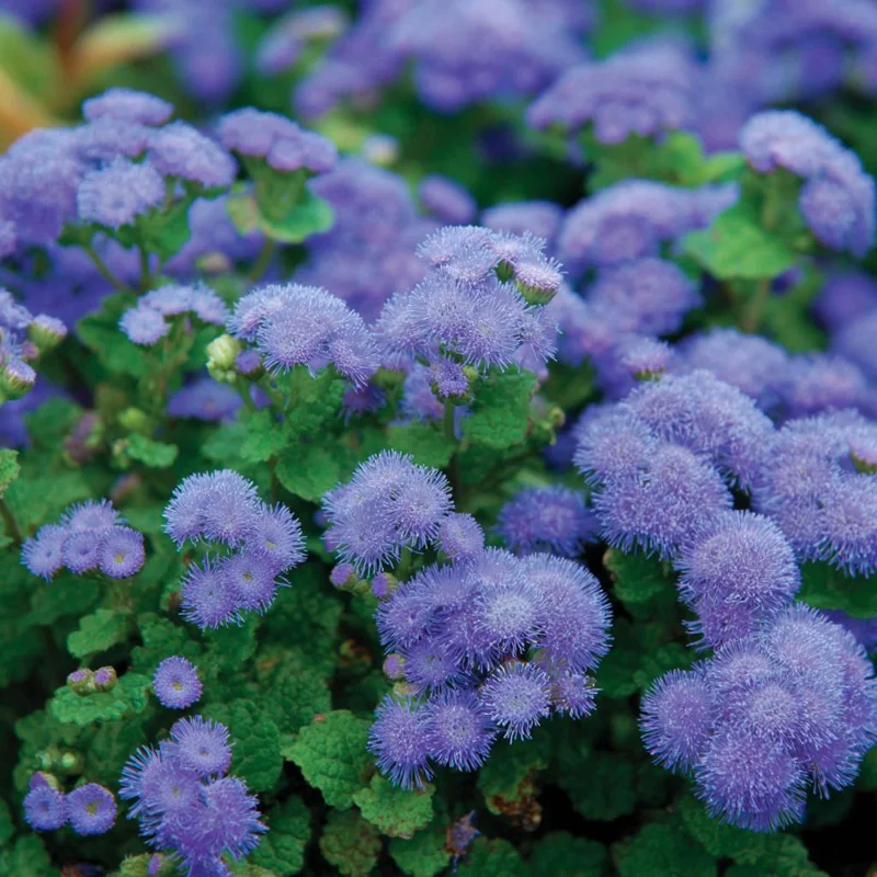Dwarf Blue Mink Ageratum Seeds – 120 Seeds, Fluffy Blue Blooms, Pollinator Friendly - Image 6