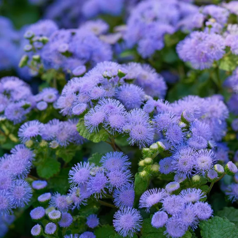 Dwarf Blue Mink Ageratum Seeds – 120 Seeds, Fluffy Blue Blooms, Pollinator Friendly - Image 1