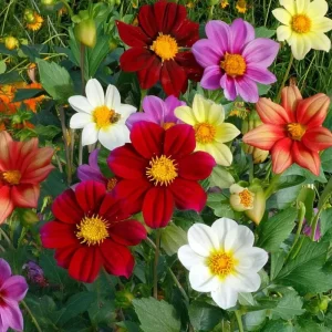 Dwarf Dahlia Seeds 50 Count - Compact Colorful Blooms for Gardens & Containers - Image 2
