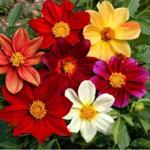 Dwarf Dahlia Seeds 50 Count - Compact Colorful Blooms for Gardens & Containers - Image 3