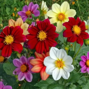Dwarf Dahlia Seeds 50 Count - Compact Colorful Blooms for Gardens & Containers - Image 4