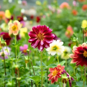 Dwarf Dahlia Seeds 50 Count - Compact Colorful Blooms for Gardens & Containers - Image 5