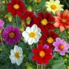 Dwarf Dahlia Seeds 50 Count - Compact Colorful Blooms for Gardens & Containers - Image 1