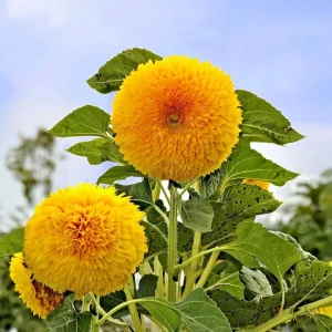 Dwarf Gold Sunflower Seeds - 30 Count - Compact Golden Blooms for Gardens & Containers - Outdoor - Image 2