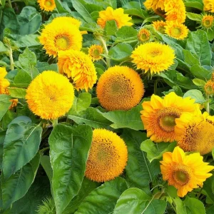 Dwarf Gold Sunflower Seeds - 30 Count - Compact Golden Blooms for Gardens & Containers - Outdoor - Image 3