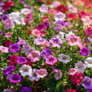 Dwarf Petunia Seed Mix - 250 Seeds - Compact Colorful Blooms for Gardens - Image 2