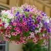 Dwarf Petunia Seed Mix - 250 Seeds - Compact Colorful Blooms for Gardens - Image 1