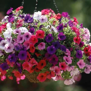 Dwarf Petunia Seed Mix - 250 Seeds - Compact Colorful Blooms for Gardens - Image 3