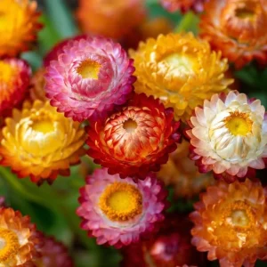 Dwarf Strawflower Seeds Mix - 300 Seeds, Mixed Colors, Helichrysum bracteatum, Easy-Grow Annual - Image 2