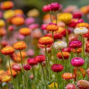 Dwarf Strawflower Seeds Mix - 300 Seeds, Mixed Colors, Helichrysum bracteatum, Easy-Grow Annual - Image 3