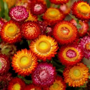Dwarf Strawflower Seeds Mix - 300 Seeds, Mixed Colors, Helichrysum bracteatum, Easy-Grow Annual - Image 5