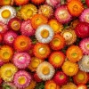 Dwarf Strawflower Seeds Mix - 300 Seeds, Mixed Colors, Helichrysum bracteatum, Easy-Grow Annual - Image 1
