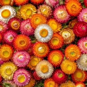 Dwarf Strawflower Seeds Mix - 300 Seeds, Mixed Colors, Helichrysum bracteatum, Easy-Grow Annual - Image 1