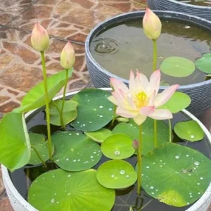 Edible Lotus Seeds Mix – 5 Seeds – Grow Your Own Aquatic Plants for Ponds & Gardens - Image 2