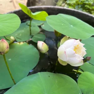 Edible Lotus Seeds Mix – 5 Seeds – Grow Your Own Aquatic Plants for Ponds & Gardens - Image 3