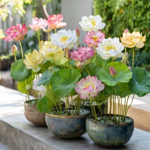 Edible Lotus Seeds Mix – 5 Seeds – Grow Your Own Aquatic Plants for Ponds & Gardens - Image 4